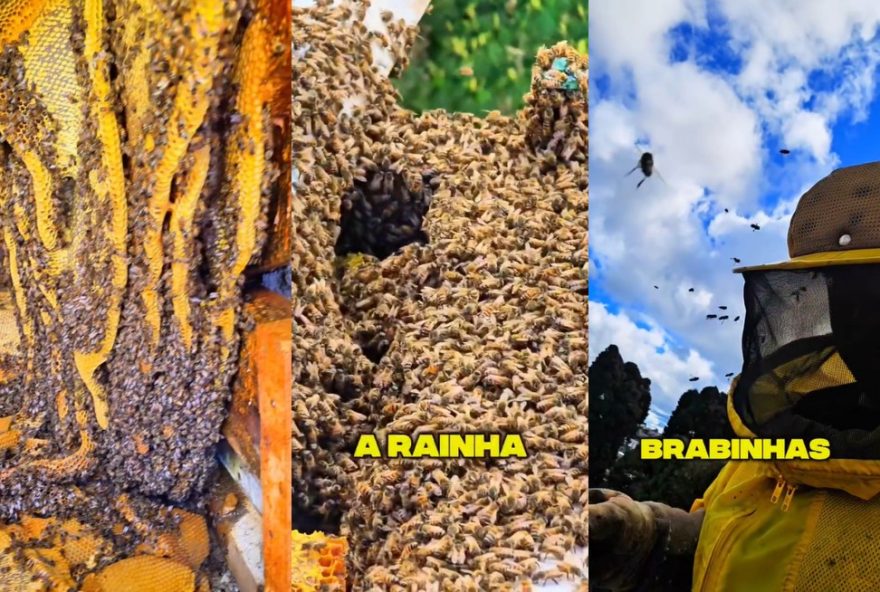 supercolmeia-com-100-mil-abelhas-e-removida-de-escola-em-sao-joaquim2C-santa-catarina3A-operacao-delicada-preserva-biodiversidade