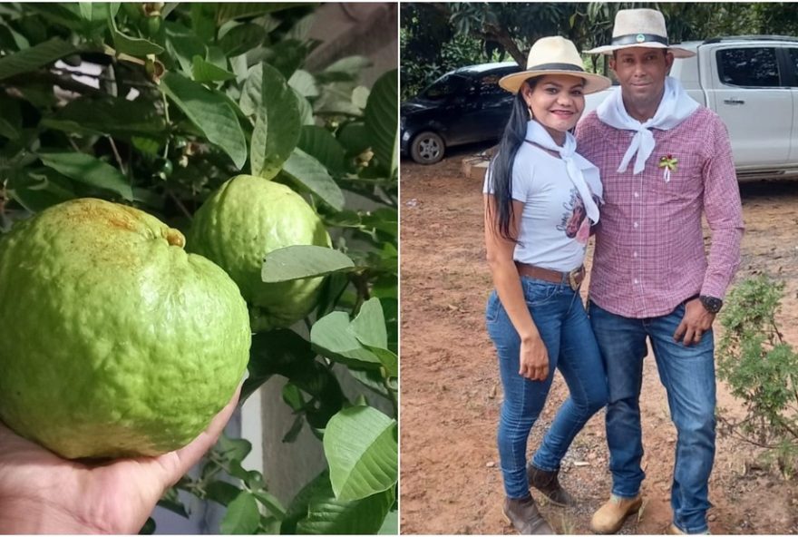 supergoiabeira-de-formosa-go-produz-goiabas-de-ate-1kg-com-beneficios-nutricionais supergoiabeira-de-formosa-go-produz-goiabas-de-ate-1kg-com-beneficios-nutricionais