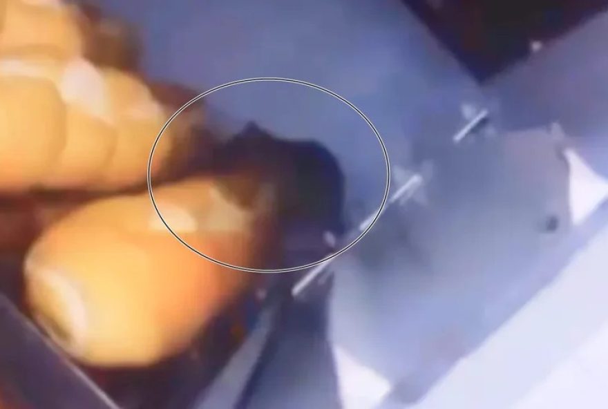 supermercado-em-aparecida-de-goiania-e-interditado-apos-flagrante-de-ratos-andando-em-paes supermercado-em-aparecida-de-goiania-e-interditado-apos-flagrante-de-ratos-andando-em-paes