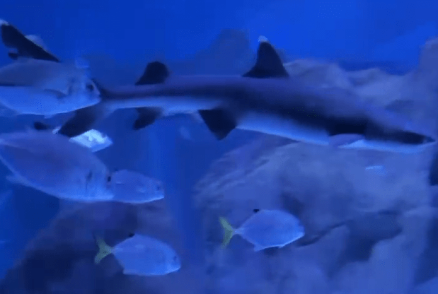 surpreendente3A-filhote-de-tubarao-galha-branca-nasce-sem-gestacao-detectada-no-aquafoz-de-foz-do-iguacu-rj surpreendente3A-filhote-de-tubarao-galha-branca-nasce-sem-gestacao-detectada-no-aquafoz-de-foz-do-iguacu-rj