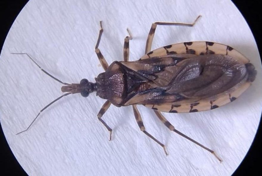 surto-de-doenca-de-chagas-em-ananindeua3A-prefeitura-confirma-quarta-morte-e-investiga-casos-de-transmissao-oral surto-de-doenca-de-chagas-em-ananindeua3A-prefeitura-confirma-quarta-morte-e-investiga-casos-de-transmissao-oral