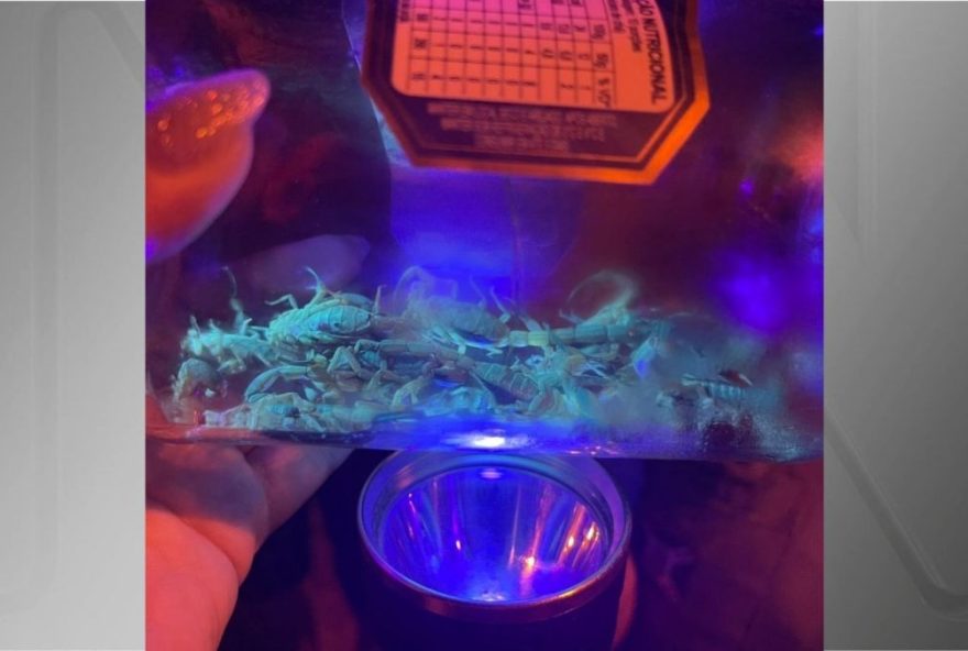 surto-de-escorpioes-em-gravatal3A-prefeitura-intensifica-medidas-de-controle-e-prevencao surto-de-escorpioes-em-gravatal3A-prefeitura-intensifica-medidas-de-controle-e-prevencao