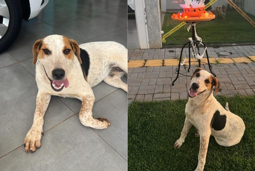 suspeito-atira-contra-cachorro-comunitario3A-delegado-revela-intencao-de-matar3B-policia-busca-autor.-ajuda-da-populacao-e-essencial suspeito-atira-contra-cachorro-comunitario3A-delegado-revela-intencao-de-matar3B-policia-busca-autor.-ajuda-da-populacao-e-essencial