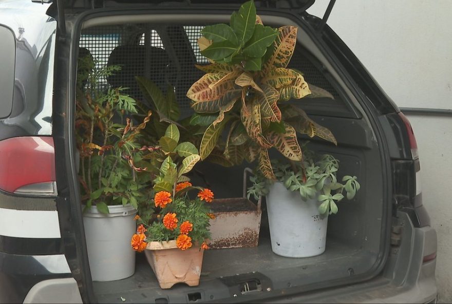 suspeito-de-furtar-jardim-de-escola-se-apresenta-a-policia-e-e-preso2C-mas-liberado-apos-pagamento-de-fianca suspeito-de-furtar-jardim-de-escola-se-apresenta-a-policia-e-e-preso2C-mas-liberado-apos-pagamento-de-fianca