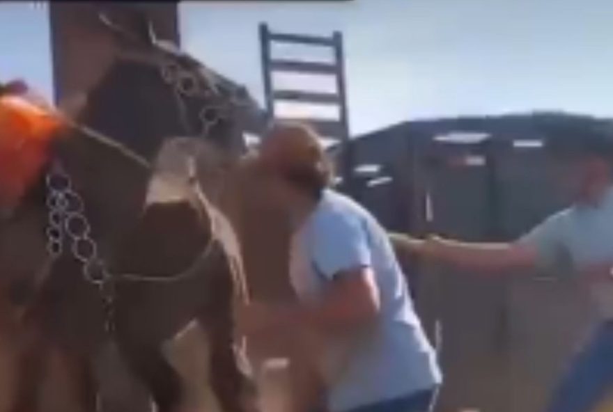 suspeitos-confessam-maus-tratos-a-burro-agredido-com-bastao-de-choque-em-cavalgada-em-uberlandia3A-policia-identifica-envolvidos