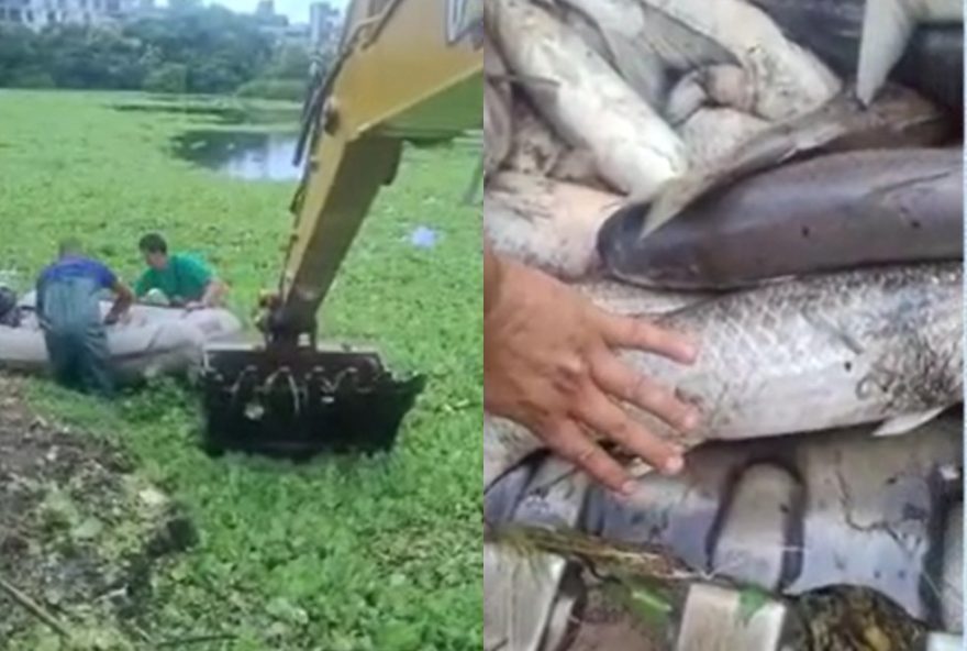 tainhas-mortas-em-lago-em-jurere-internacional3A-o-que-aconteceu3F tainhas-mortas-em-lago-em-jurere-internacional3A-o-que-aconteceu3F