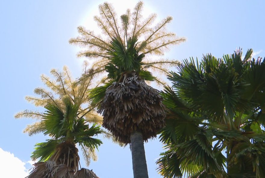 talipot3A-especie-rara-de-palmeiras-floresce-no-rio-apos-meio-seculo talipot3A-especie-rara-de-palmeiras-floresce-no-rio-apos-meio-seculo