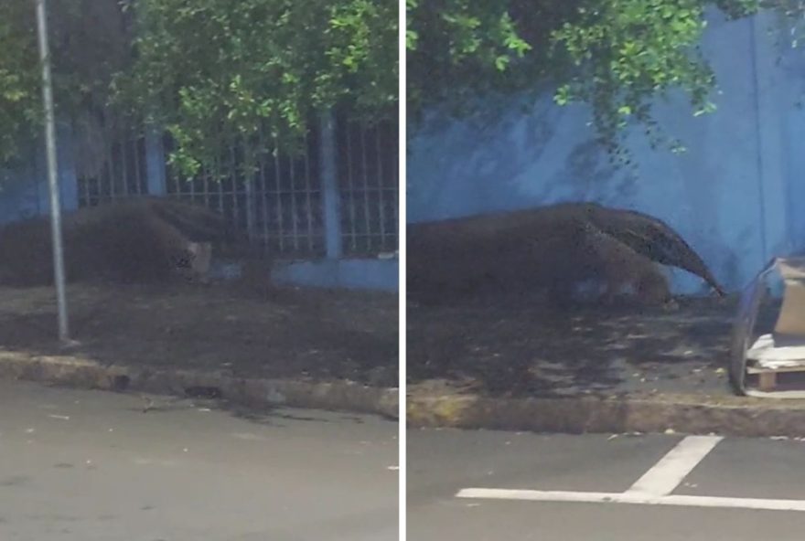 tamandua-bandeira-em-piracicaba3A-resgate-e-liberacao-em-local-seguro tamandua-bandeira-em-piracicaba3A-resgate-e-liberacao-em-local-seguro