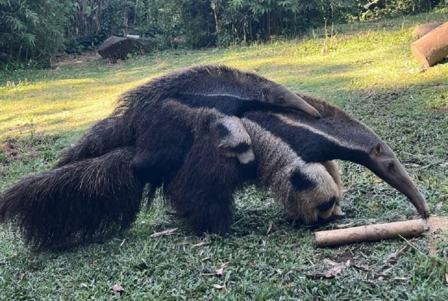 tamandua-bandeira-nascida-em-cativeiro-no-rs-completa-6-meses3A-veja-como-esta tamandua-bandeira-nascida-em-cativeiro-no-rs-completa-6-meses3A-veja-como-esta
