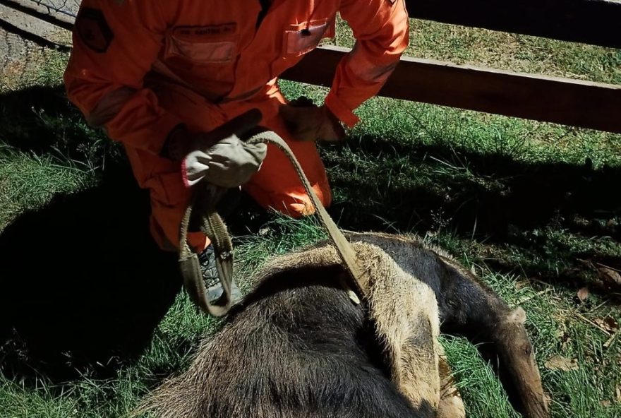 tamandua-bandeira-resgatado-em-fazenda-de-mg-esta-sob-cuidados-veterinarios-no-centro-de-formiga