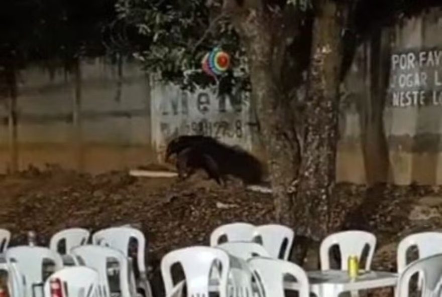 tamandua-bandeira-surpreende-ao-invadir-arraia-solidario-em-abaete