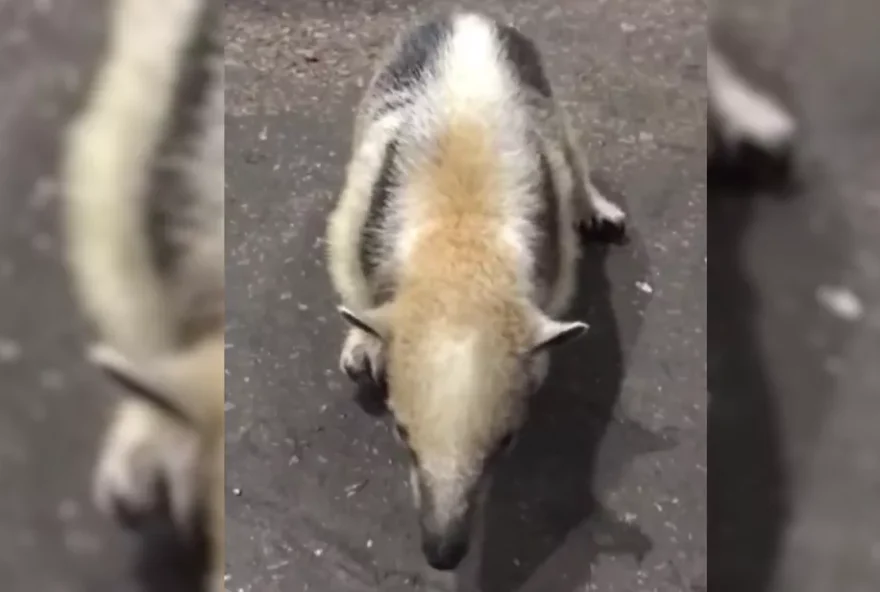 O animal passa bem e foi encaminhado para a secretaria de meio ambiente (Divulgação/Corpo de Bombeiros)