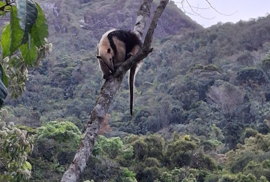 tamandua-mirim-representante-da-preservacao-das-florestas-no-parque-do-desengano