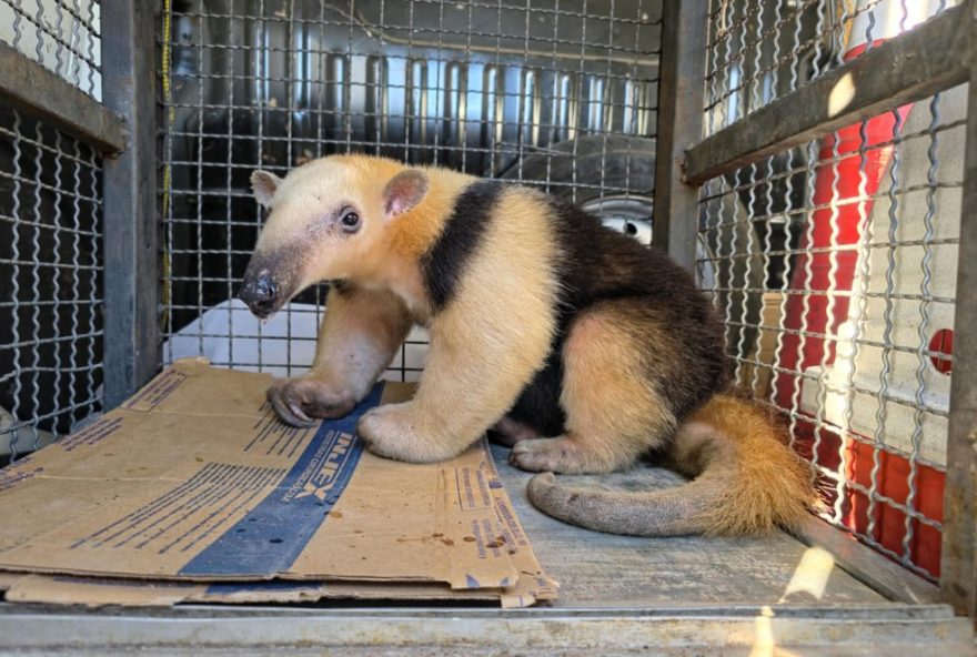 tamandua-mirim-resgatado-apos-atropelamento-em-mogi-das-cruzes3A-a-importancia-da-preservacao-da-fauna-e-da-acao-do-ccz