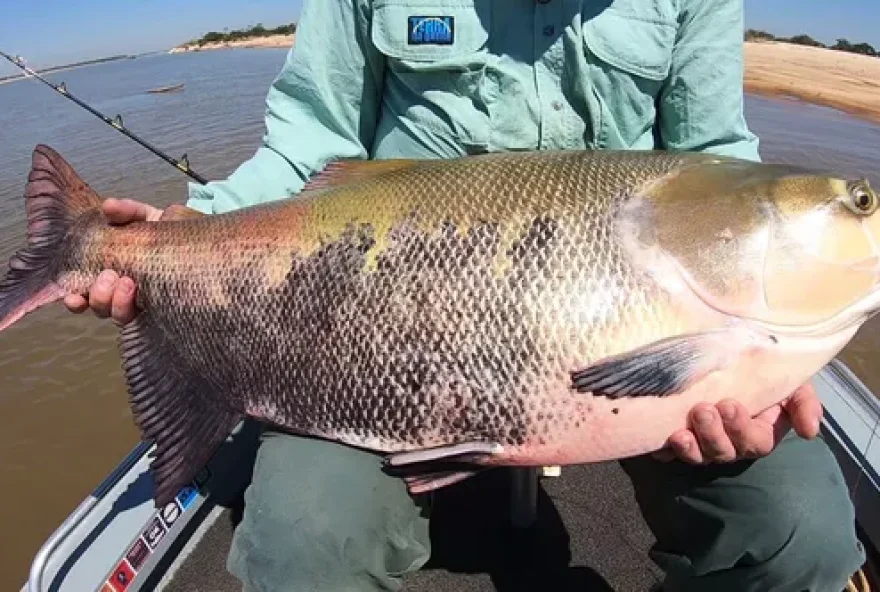 Secretário acredita que espécie representa perigo para outros peixes / Foto: Reprodução