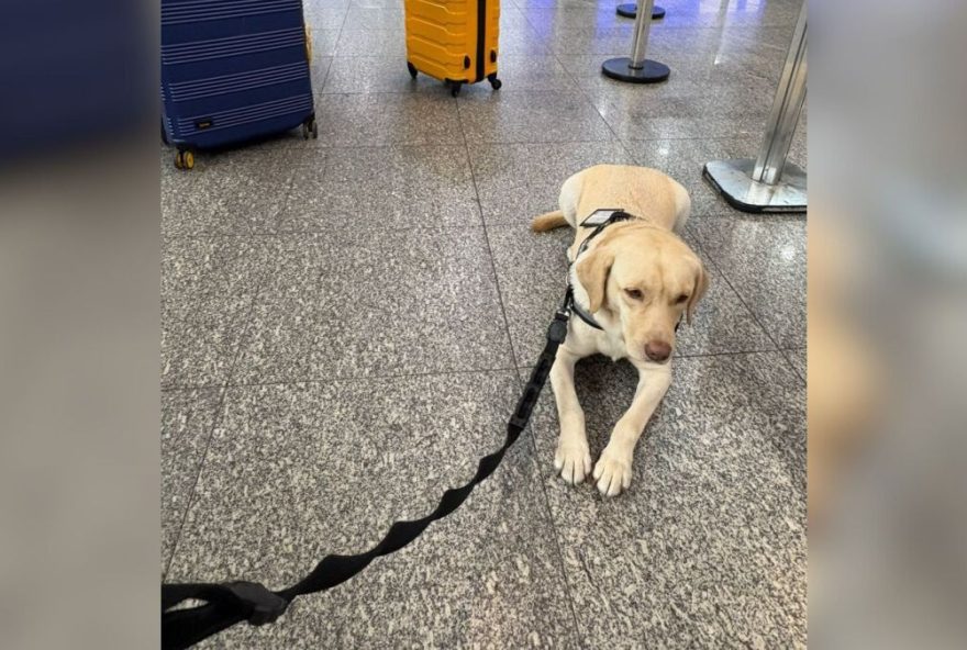 tap-e-condenada-por-barrar-embarque-de-cao-de-servico-para-crianca-com-tea3A-justica-determina-indenizacao-de-r24-60-mil tap-e-condenada-por-barrar-embarque-de-cao-de-servico-para-crianca-com-tea3A-justica-determina-indenizacao-de-r24-60-mil