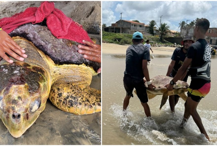 tartaruga-cabecuda-resgatada-em-praia-do-ceara-pelo-projeto-tamar