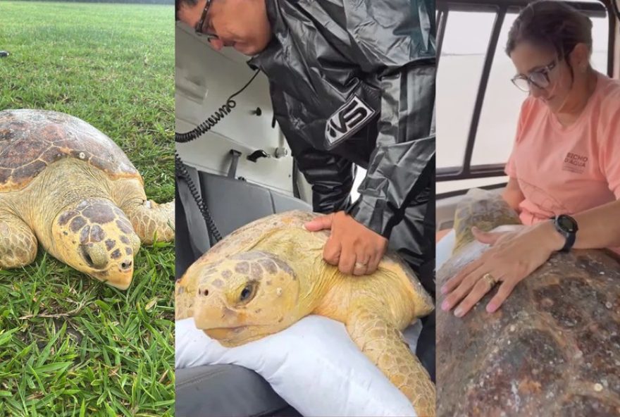 tartaruga-cabecuda-resgatada-em-salinas-e-transportada-de-helicoptero-para-tratamento-em-belem2C-para tartaruga-cabecuda-resgatada-em-salinas-e-transportada-de-helicoptero-para-tratamento-em-belem2C-para