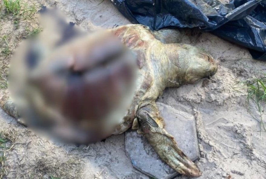 tartaruga-marinha-encontrada-morta-em-praia-de-sao-luis3A-medidas-de-preservacao-sao-urgentes