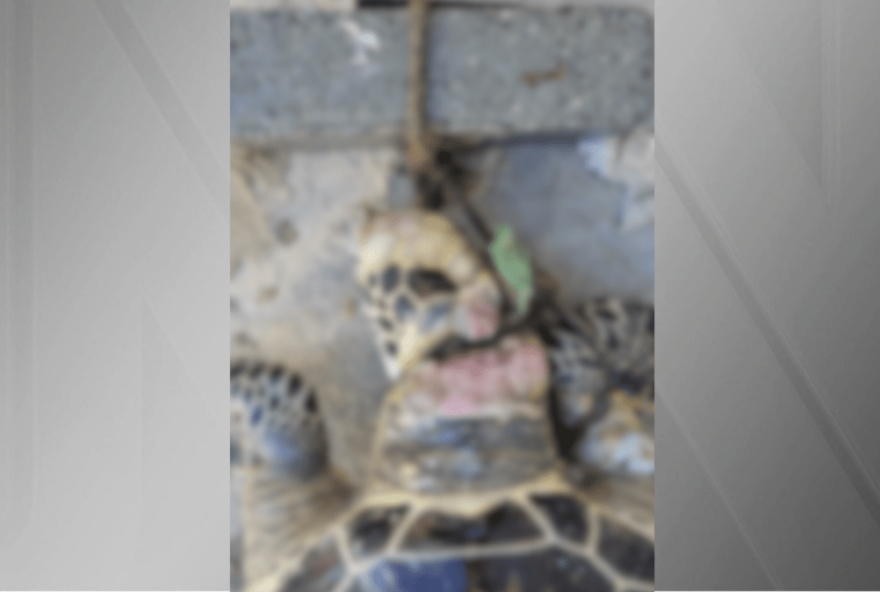 tartaruga-verde-e-encontrada-morta-em-praia-de-itapema3A-crime-ambiental-choca-comunidade-e-ativistas tartaruga-verde-e-encontrada-morta-em-praia-de-itapema3A-crime-ambiental-choca-comunidade-e-ativistas