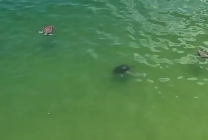 tartarugas-marinhas-encantam-banhistas-na-praia-de-itaipu-em-niteroi-um-espetaculo-unico-de-beleza-natural-e-convivencia-harmonica tartarugas-marinhas-encantam-banhistas-na-praia-de-itaipu-em-niteroi-um-espetaculo-unico-de-beleza-natural-e-convivencia-harmonica