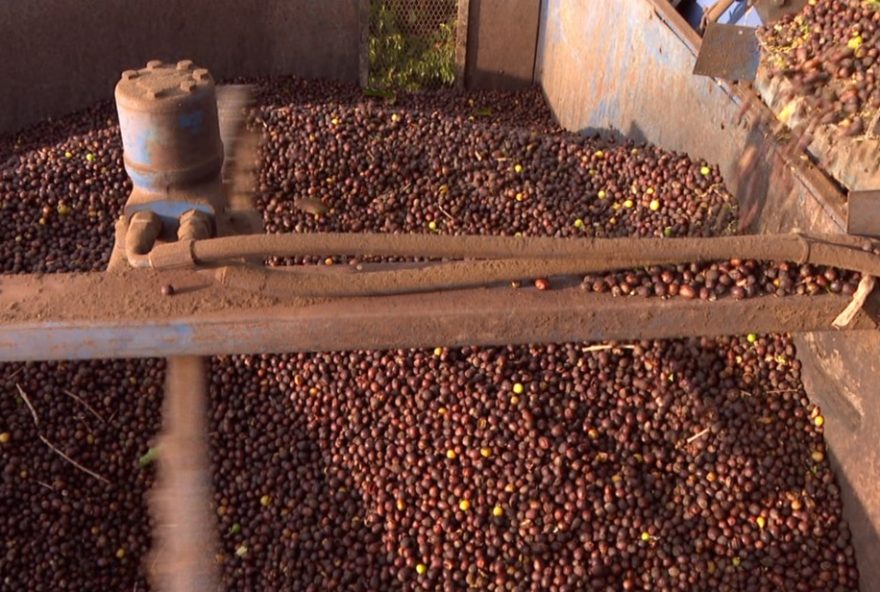 taxacao-do-cafe-brasileiro-pelos-eua-preocupa-produtores-em-minas-gerais