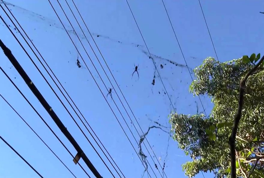 teias-gigantes-de-aranhas-se-tornam-atracao-na-avenida-olinto-meireles2C-bh
