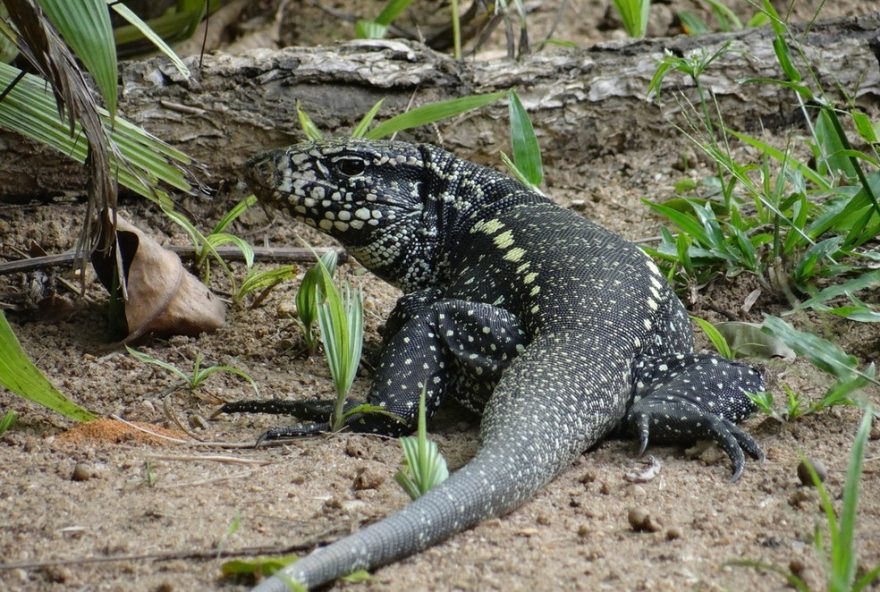 teius-duelam-em-area-rural-de-colombia3A-comportamento-comum-na-especie