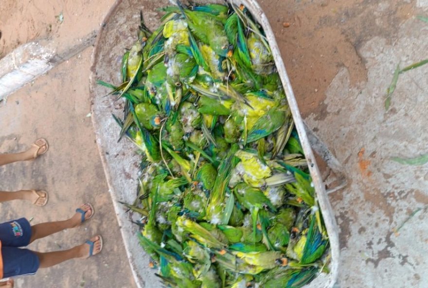 tempestade-derruba-arvore-e-mata-350-periquitos-no-maranhao2C-icmbio-resgata-sobreviventes tempestade-derruba-arvore-e-mata-350-periquitos-no-maranhao2C-icmbio-resgata-sobreviventes