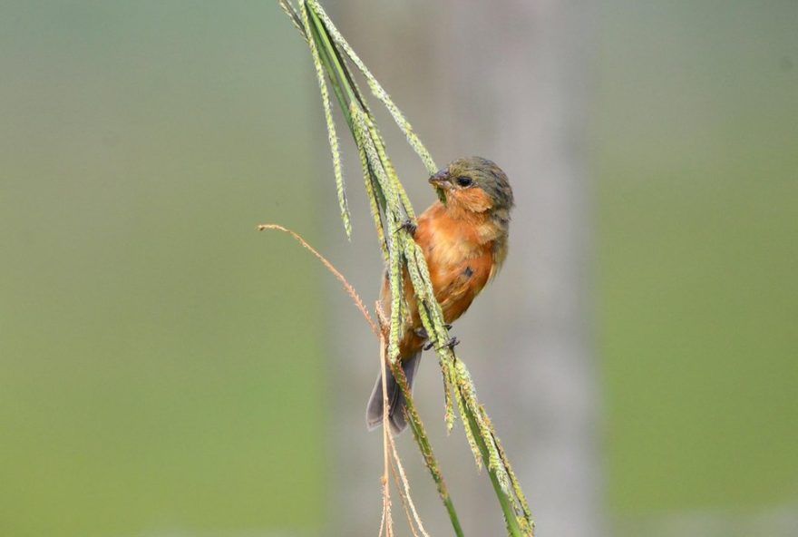 temporada-de-caboclinhos-em-pouso-alegre2C-mg-atrai-observadores-e-fotografos temporada-de-caboclinhos-em-pouso-alegre2C-mg-atrai-observadores-e-fotografos