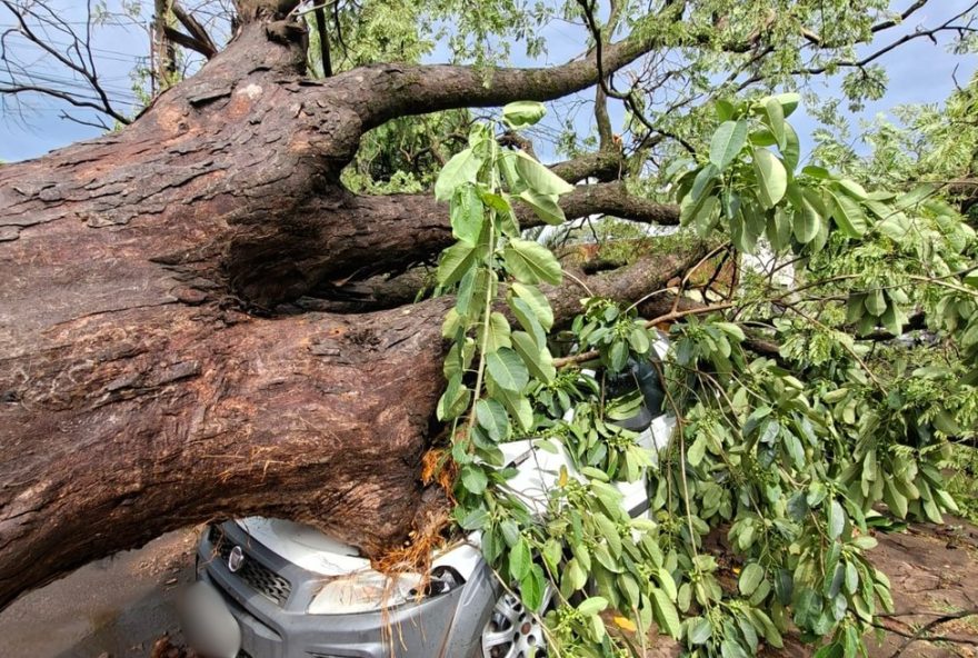 temporal-causa-queda-de-mais-de-40-arvores-e-atinge-carros-em-teodoro-sampaio3B-alerta-para-chuvas-intensas-em-sp temporal-causa-queda-de-mais-de-40-arvores-e-atinge-carros-em-teodoro-sampaio3B-alerta-para-chuvas-intensas-em-sp