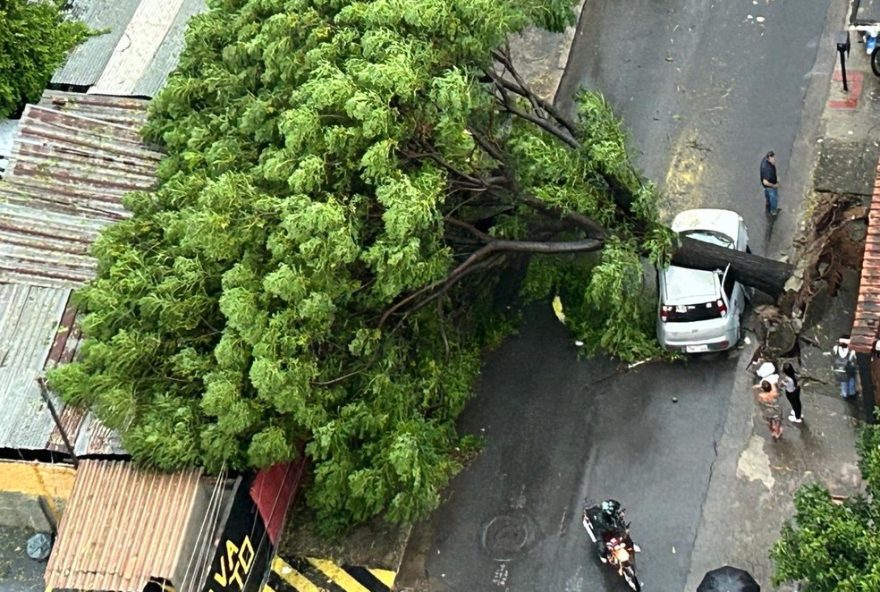 temporal-em-bh3A-arvores-caem-e-causam-estragos-na-regiao-do-barreiro-fique-por-dentro-dos-impactos-e-medidas-de-seguranca