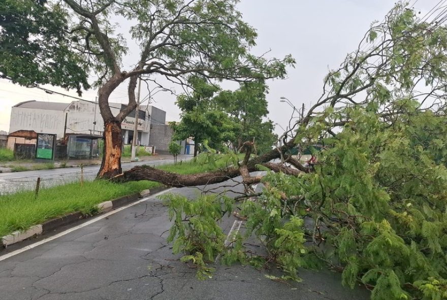 temporal-em-campinas-provoca-quedas-de-arvores-e-alagamentos