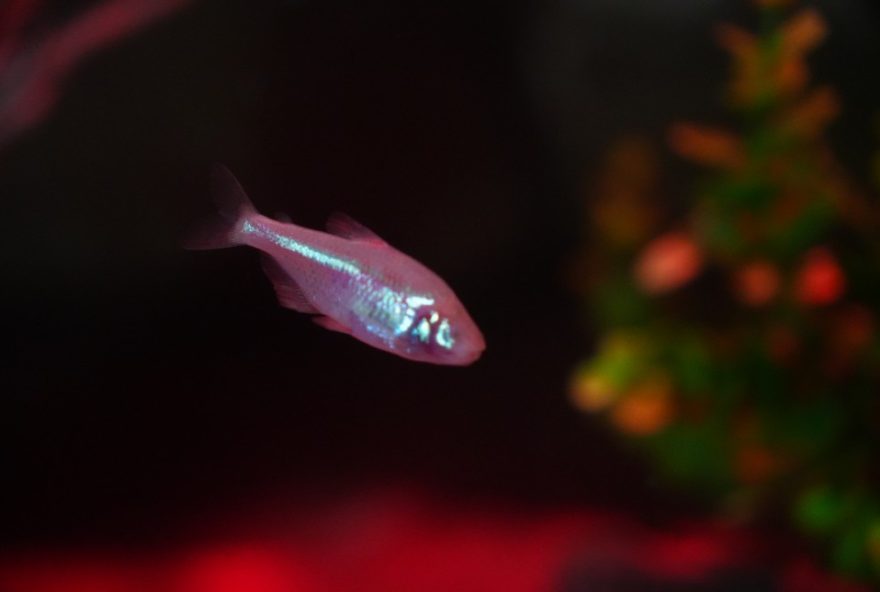 tetra-cego3A-o-peixe-das-cavernas-sem-olhos-em-balneario-camboriu tetra-cego3A-o-peixe-das-cavernas-sem-olhos-em-balneario-camboriu
