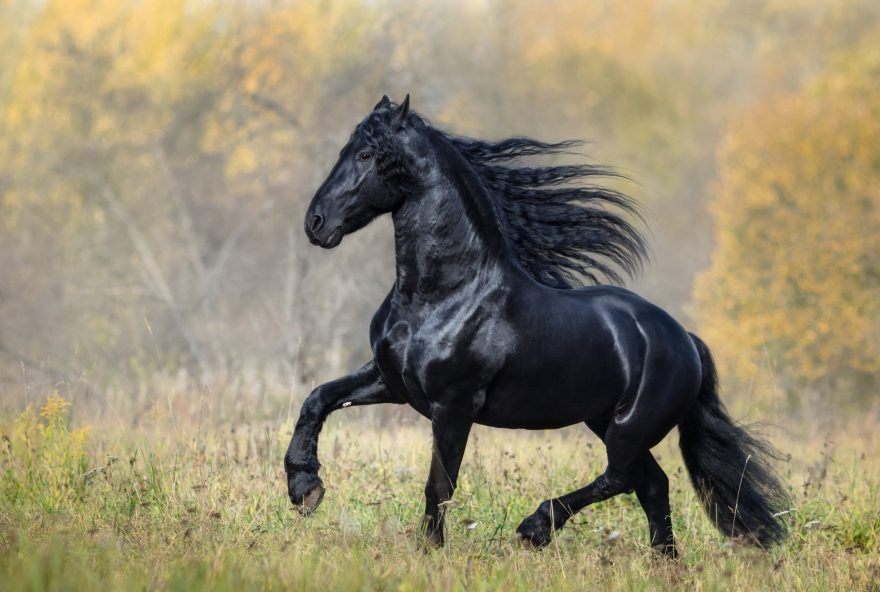 the-black-horse-of-the-frisian-breed-walks-in-the-P77UURU_Easy-Resize.com_ (1)