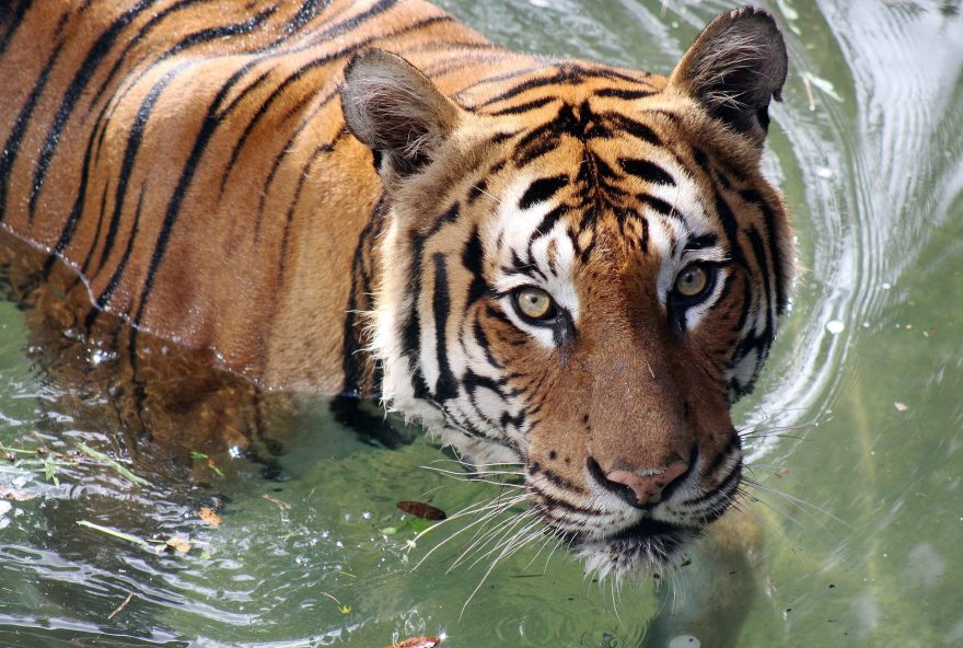 tigre-national-geographic