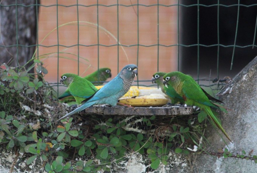 tiriba-azul3A-a-beleza-singular-de-uma-mutacao-genetica-no-litoral-paulista