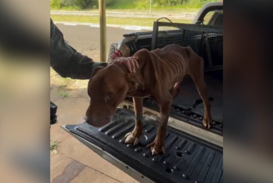 titulo-otimizado3A-rapaz-e-detido-apos-cachorro-desnutrido-com-carrapatos-ser-resgatado-em-alvares-machado titulo-otimizado3A-rapaz-e-detido-apos-cachorro-desnutrido-com-carrapatos-ser-resgatado-em-alvares-machado