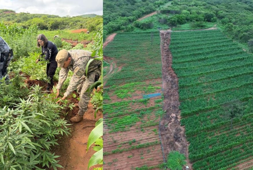 titulo3A-22descoberta-de-mega-plantacao-com-mais-de-100-mil-pes-de-maconha-no-piaui-choca-autoridades-locais220A titulo3A-22descoberta-de-mega-plantacao-com-mais-de-100-mil-pes-de-maconha-no-piaui-choca-autoridades-locais220A