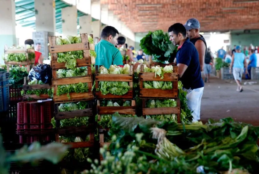 Desde janeiro deste ano, a média de preços tem ficado elevada devido ao excesso de chuvas, comprometimento da produção e queda da oferta no varejo e atacado.
(Foto: Tânia Rêgo/Agência Brasil)