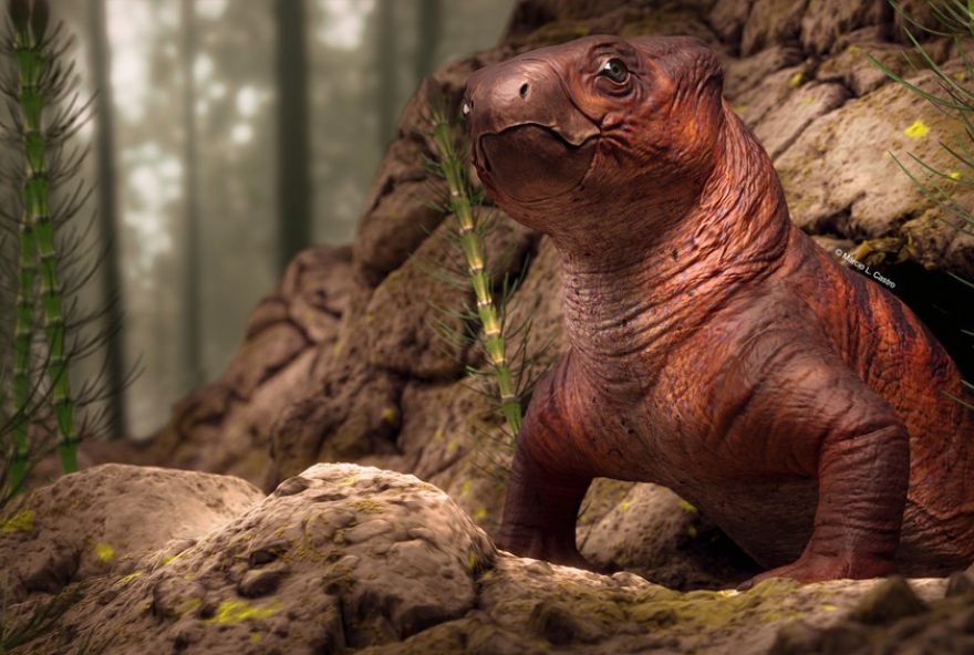 tomografia-revela-novos-detalhes-do-fossil-do-rastodon-procurvidens-no-rs3A-estudo-inovador-da-unipampa-e-museu-nacional