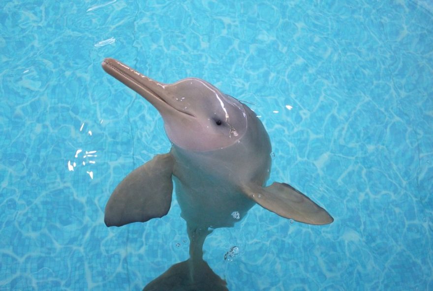 toninha-francisca2C-simbolo-da-preservacao-marinha2C-morre-em-florianopolis-apos-um-ano-de-reabilitacao toninha-francisca2C-simbolo-da-preservacao-marinha2C-morre-em-florianopolis-apos-um-ano-de-reabilitacao