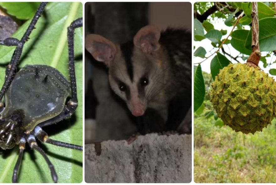 top-10-flagrantes-da-natureza-em-20253A-reportagens-mais-acessadas-no-tg top-10-flagrantes-da-natureza-em-20253A-reportagens-mais-acessadas-no-tg