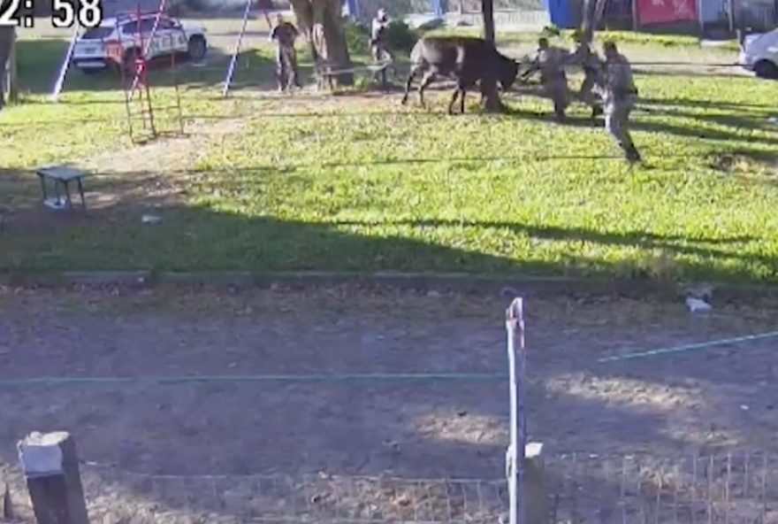touro-escapa-e-ataca-policiais-em-porto-alegre3A-alerta-sobre-seguranca-animal touro-escapa-e-ataca-policiais-em-porto-alegre3A-alerta-sobre-seguranca-animal