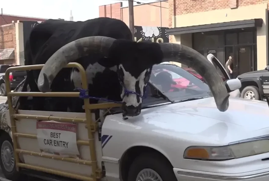 Agentes da Divisão de Polícia de Norfolk, nos Estados Unidos, receberam uma ligação que dizia que um homem estava dirigindo com uma “vaca” no banco do carona. (Foto: Reprodução)