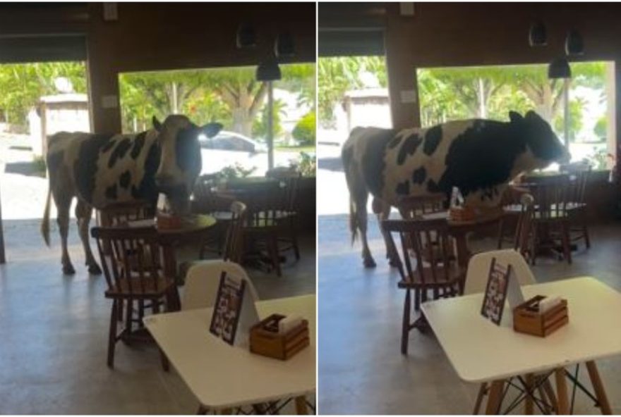 touro-invade-loja-de-acai-em-mulungu-e-se-torna-meme-viral3A-22eu-gostaria-de-merendar22 touro-invade-loja-de-acai-em-mulungu-e-se-torna-meme-viral3A-22eu-gostaria-de-merendar22