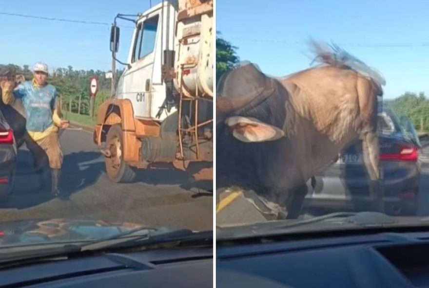 touro-solto-na-zona-sul-de-ribeirao-preto-atinge-bmw2C-causando-perda-total touro-solto-na-zona-sul-de-ribeirao-preto-atinge-bmw2C-causando-perda-total