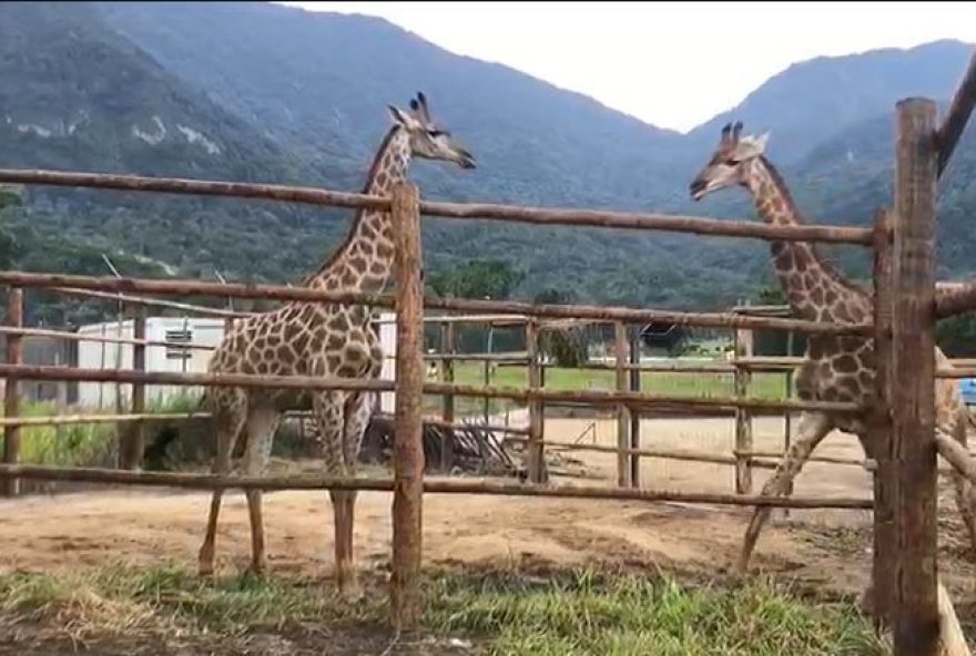 trafico-de-animais-silvestres3A-girafas-importadas-condenadas-por-crimes-ambientais trafico-de-animais-silvestres3A-girafas-importadas-condenadas-por-crimes-ambientais
