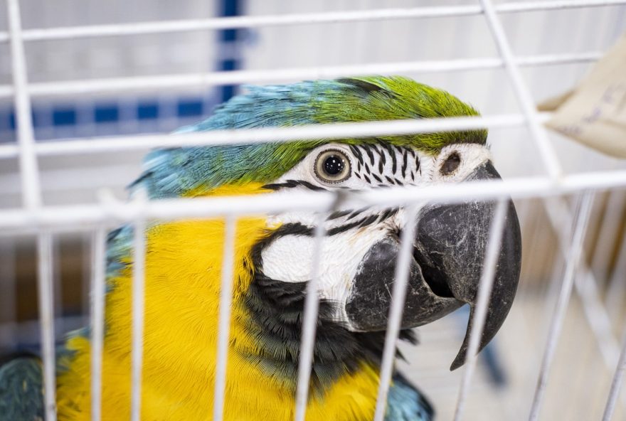 trafico-de-animais-silvestres3A-praticas-criminosas-reveladas-e-combatidas-pela-policia-em-operacao.-saiba-mais