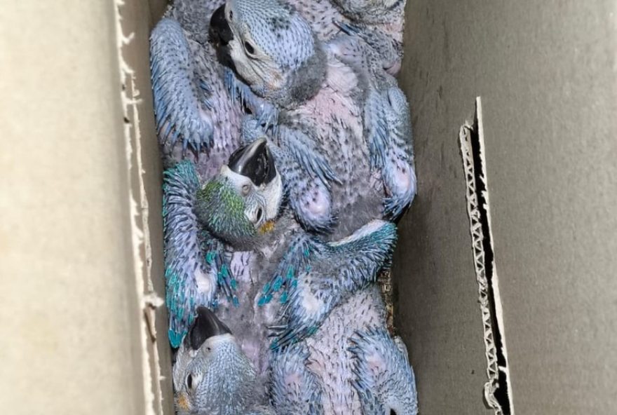 trafico-de-aves-silvestres-em-iturama3A-apreensao-de-mais-de-100-animais-chama-atencao-das-autoridades